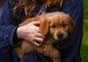 Top Benefits of Buying a New Puppy or Dog from a Pet Store in 2021 Benefits of owning a Dog