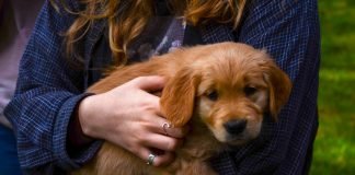 Top Benefits of Buying a New Puppy or Dog from a Pet Store in 2021 Benefits of owning a Dog