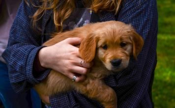Top Benefits of Buying a New Puppy or Dog from a Pet Store in 2021 Benefits of owning a Dog