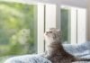 Top Six Ways to Make Your Cat or Kitten Feel at Home in 2021 Kitten-in-new-home