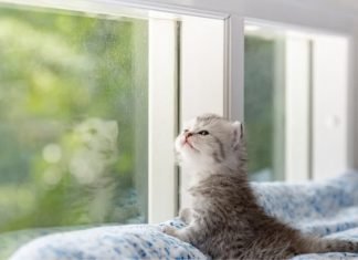 Top Six Ways to Make Your Cat or Kitten Feel at Home in 2021 Kitten-in-new-home