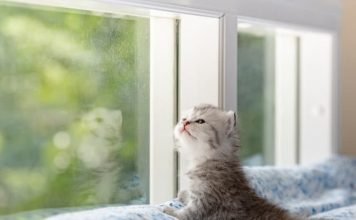 Top Six Ways to Make Your Cat or Kitten Feel at Home in 2021 Kitten-in-new-home