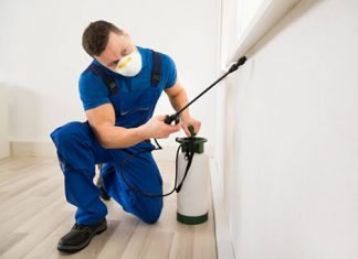Qualities to Look For in a Bed Bug Exterminator bed bug exterminator