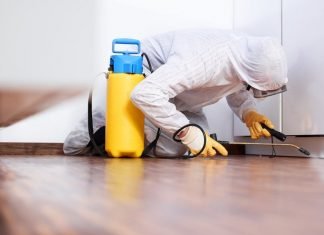 How To Get Rid Of Bed Bugs? how to get rid of bugs