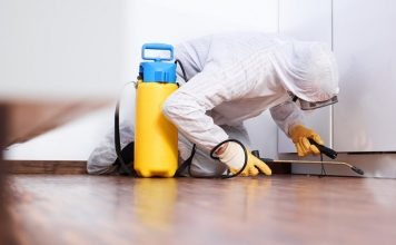 How To Get Rid Of Bed Bugs? how to get rid of bugs