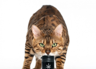 CBD Oil Products for Pets: Dosage and Usage cbd-for-pets
