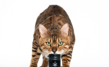 CBD Oil Products for Pets: Dosage and Usage cbd-for-pets