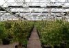 Flow with the high of recreational marijuana from Cannasseur Pueblo West