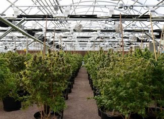 Flow with the high of recreational marijuana from Cannasseur Pueblo West