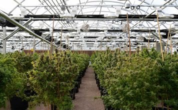Flow with the high of recreational marijuana from Cannasseur Pueblo West