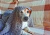 Smart Reasons Every Fur Baby Needs a Quality Dog Blanket Quality Dog Blanket