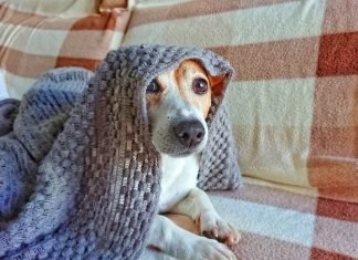 Smart Reasons Every Fur Baby Needs a Quality Dog Blanket Quality Dog Blanket