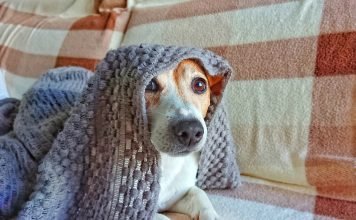 Smart Reasons Every Fur Baby Needs a Quality Dog Blanket Quality Dog Blanket