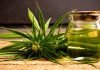 Want To Consume Weed? – Get To Know The Various Methods Of Consumption Marijuana plant