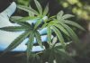 Cannabis- Reasons To But It Online Rather Than Local Stores Buy-Cannabis-Online