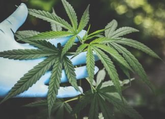 Cannabis- Reasons To But It Online Rather Than Local Stores Buy-Cannabis-Online