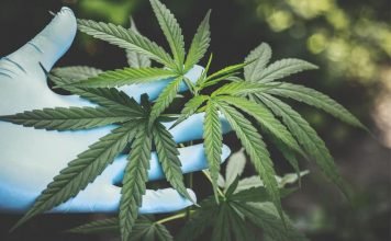 Cannabis- Reasons To But It Online Rather Than Local Stores Buy-Cannabis-Online