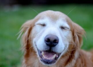 Reasons To Use CBD Oil For Dogs cbd oil for dogs