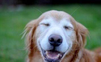 Reasons To Use CBD Oil For Dogs cbd oil for dogs
