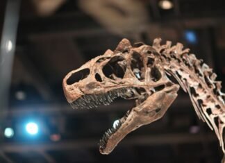 Understanding Fossil Facts fossils